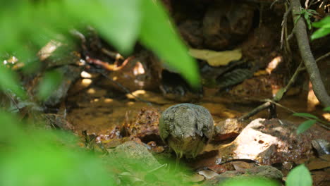 Wildes-Großes-Tinamou-(Tinamus-Major)-Trinkwasser-Im-Amazonaswald-Von-Guayana